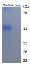 Figure 1. SDS-PAGE