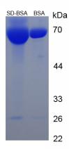 Figure 1. SDS-PAGE