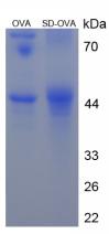Figure 1. SDS-PAGE