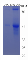 Figure 1. SDS-PAGE