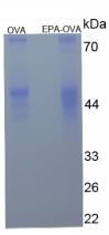 Figure 1. SDS-PAGE