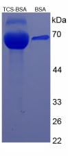 Figure 1. SDS-PAGE