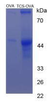Figure 1. SDS-PAGE