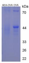 Figure 1. SDS-PAGE