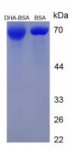 Figure 1. SDS-PAGE