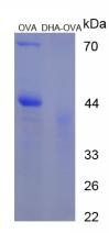 Figure 1. SDS-PAGE