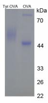 Figure 1. SDS-PAGE
