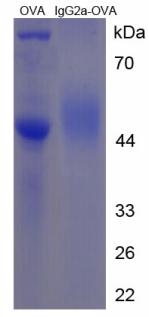 Figure 3. SDS-PAGE