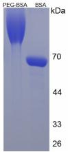 Figure 1. SDS-PAGE