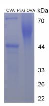 Figure 1. SDS-PAGE