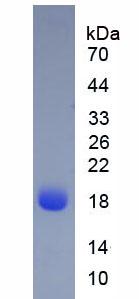 Figure 1. SDS-PAGE