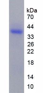 Figure 2. SDS-PAGE