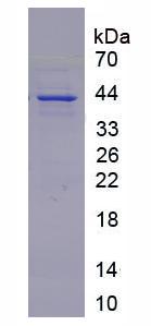 Figure 1. SDS-PAGE