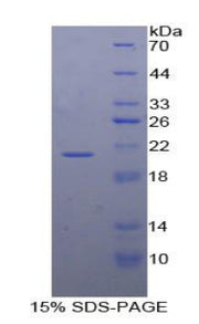 Figure 1. SDS-PAGE