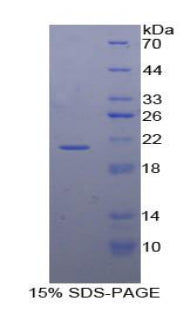 Figure 1. SDS-PAGE