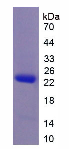 Figure 2. SDS-PAGE