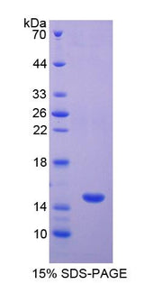 Figure 1. SDS-PAGE