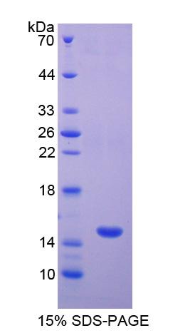 Figure 1. SDS-PAGE