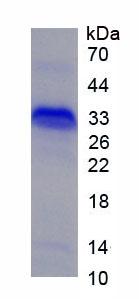 Figure 1. SDS-PAGE