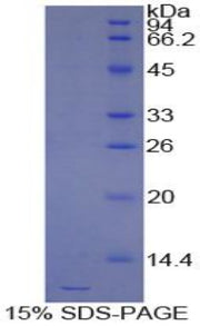 Figure 1. SDS-PAGE