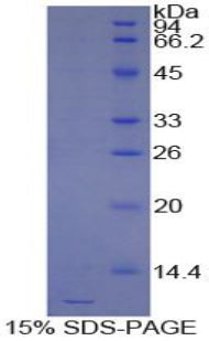 Figure 1. SDS-PAGE