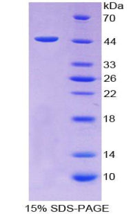 Figure 1. SDS-PAGE