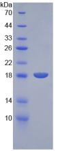 Figure 1. SDS-PAGE