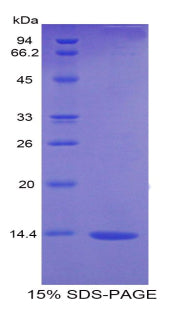 Figure 1. SDS-PAGE