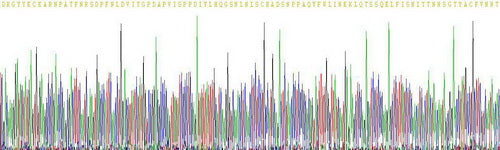 Recombinant Rat Carcinoembryonic Antigen (CEA)