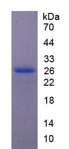 Figure 3. SDS-PAGE
