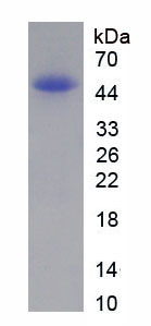 Figure 1. SDS-PAGE