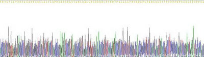 Recombinant Human Anti-Mullerian Hormone (AMH)