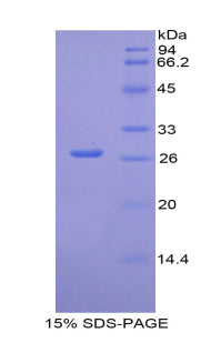 Figure 1. SDS-PAGE