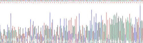Recombinant Mouse Interleukin 23 Subunit Alpha (IL23a)