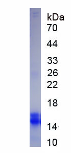 Figure 3. SDS-PAGE