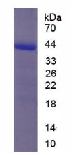 Figure 2. SDS-PAGE