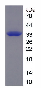 Figure 1. SDS-PAGE