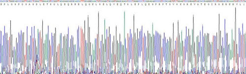 Recombinant Human Natriuretic Peptide Precursor B (NPPB)
