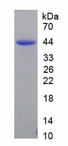Figure 3. SDS-PAGE