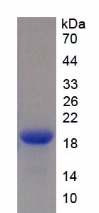 Figure 1. SDS-PAGE