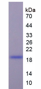 Figure 1. SDS-PAGE