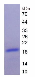 Figure 2. SDS-PAGE