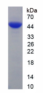 Figure 1. SDS-PAGE