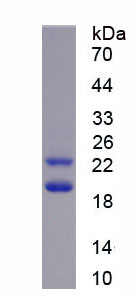 Figure 1. SDS-PAGE