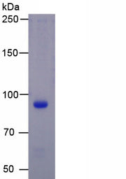 Figure 1. SDS-PAGE