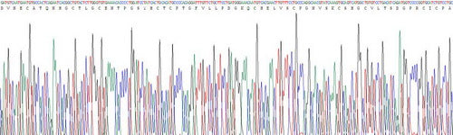 Recombinant Mouse Epidermal Growth Factor (EGF)