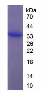 Figure 3. SDS-PAGE