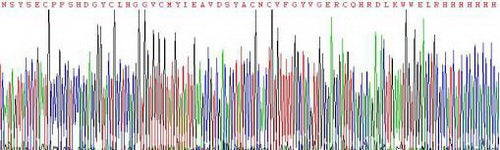 Recombinant Pig Epidermal Growth Factor (EGF)