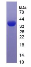 Figure 3. SDS-PAGE