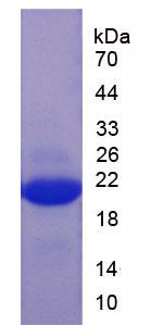 Figure 2. SDS-PAGE